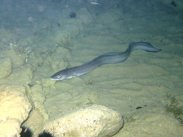 (Congridae Kaup, 1856) Семейство Конгриды, Конгеровые, Морские угри